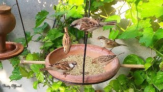 Sparrow Chirping Sound  Sparrow Birds Eating Food amp Chirping [upl. by Dijam464]