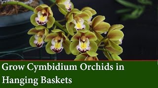 How to grow Cascading Cymbidium Orchids in Hanging Baskets [upl. by Aihselat548]