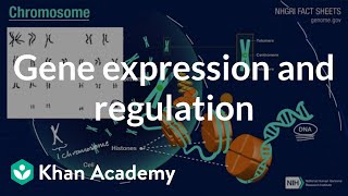 Gene regulation in Eukaryotes Promoters  Transcription factors  Enhancers Genetics for beginners [upl. by Mazman]