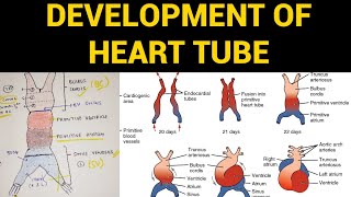 Development of Heart Tube  Heart Embryology [upl. by Gleason912]