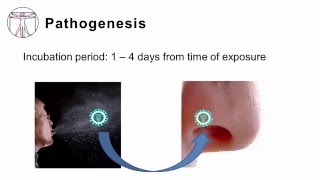 Influenza Pathogenesis and Clinical Manifestations [upl. by Ecnatsnok]