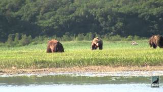 Katmai Alaska Grizzly Bear Viewing in HD Kingdom of the Grizzlies with Natural Habitat Adventures [upl. by Ahsiekan]