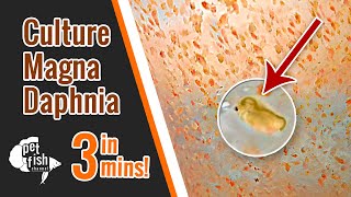 How to culture DAPHNIA MAGNA  The easy way [upl. by Luanne]