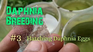 Daphnia Culture made simple and easy 3  Hatching Daphnia eggs [upl. by Wasson]