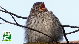 Chipping sparrow call  sounds  Juvenile Fledgling Baby [upl. by Louisa]