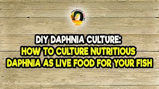 DIY Daphnia Culture How to Culture Nutritious Daphnia as Live Food for Your Fish [upl. by Selassie]