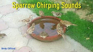 Sparrows Chirping Sound  House Sparrow Call Birds Video [upl. by Golding]