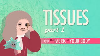 Tissues Part 1 Crash Course Anatomy amp Physiology 2 [upl. by Spring]