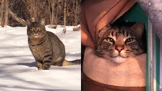 2 Abandoned Cats Rescued from FREEZING Weather [upl. by Meluhs]