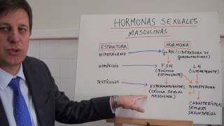 acción hormonas sexuales masculinas [upl. by Cristiona]