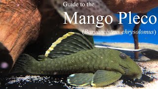 Guide to the MangoMagnum Pleco Baryancistrus chrysolomus L047 [upl. by Lauraine]