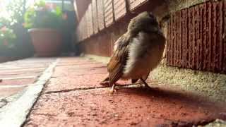 Baby Sparrow Chirping for Mother [upl. by Philomena]