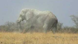 Huge bull elephant in Etosha National Park [upl. by Smoot]