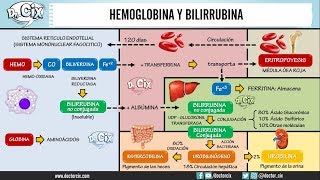 METABOLISMO DE LA HEMOGLOBINA Y BILIRRUBINA  Morfofisiología [upl. by Eseyt]