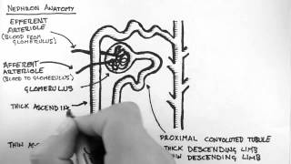 Renal Anatomy 2  Nephron [upl. by Ellata]