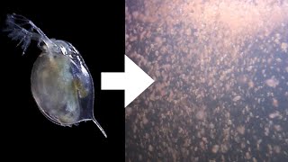 How I Culture Daphnia [upl. by Petigny916]