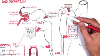 Nephrology  Physiology Reabsorption and Secretion [upl. by Alihet]