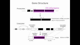 Gene Structure [upl. by Festatus]