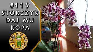 119 Storczyk orchidea  jak zrobić nawóz do storczyków z czosnku [upl. by Larena270]