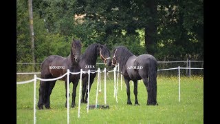 THREE FRIESIAN HORSES MEET FOR THE FIRST TIME [upl. by Edaw]