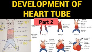 Development of Heart Tube Part 2  Heart Embryology [upl. by Llacam942]