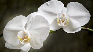 MOTH ORCHIDS  HOW TO GROW AND CARE FOR PHALAENOPSIS [upl. by Cogan345]