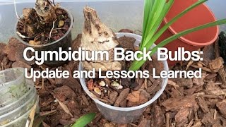 Cymbidium Back Bulbs Update and Lessons Learned [upl. by Xed]