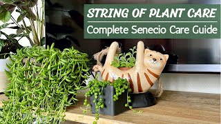 String of Plants Care  Full Senecio Care Guide [upl. by Neelyad]