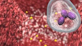 Bacterial infection and host response [upl. by Egiap798]