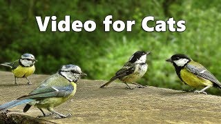 Videos for Cats  Birds Chirping and Bird Sounds [upl. by Boylan]