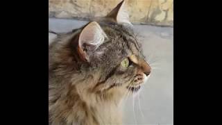 Cats Chirping and Chattering  CAT COMPILATION [upl. by Nataline]