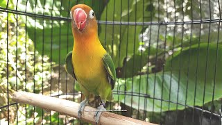 Lovebird Singing and Chirping Sounds  Green Fischer [upl. by Nomzaj951]