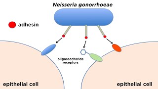 Bacterial Pathogenesis How Bacteria Cause Damage [upl. by Htabazile11]