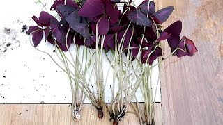 How to Divide and Propagate Oxalis Triangularis  Care Tips Purple Shamrock [upl. by Drummond]