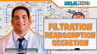 Renal  Filtration Reabsorption and Secretion Overview [upl. by Bradstreet]