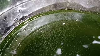 DAPHNIA MOINA CULTURE IN A SMALL BUCKET [upl. by Carny535]