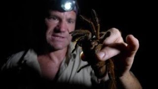 The Goliath Bird Eating Tarantula  biggest spider on earth [upl. by Chiquia]