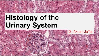 Histology of the urinary system [upl. by Brown868]