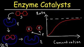 Enzymes  Catalysts [upl. by Im]