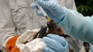 Virus Hunter Monitoring Nipah Virus in Bat Populations  HHMI BioInteractive Video [upl. by Asnerek194]