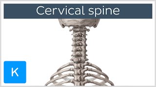 Cervical spine  Anatomy Diagram amp Definition  Human Anatomy  Kenhub [upl. by Laaspere]