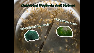 How To Culture Daphnia and Moinas using Green Water Spirulina powder [upl. by Anitram]