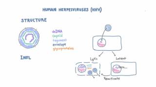 Introduction to Human Herpesviruses HHV [upl. by Darnall]