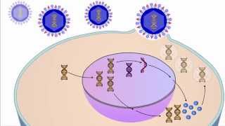 The Viral Life Cycle [upl. by Michey]