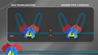 What is a Type I Restriction Enzyme [upl. by Sorce]