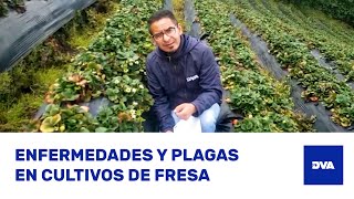 ¿Cómo Identificar TRIPS BOTRYTIS y ANTRACNOSIS en Cultivos de FRESA 🍓 [upl. by Penni]