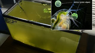 Raising Daphnia for the Freshwater Aquarium [upl. by Manara]