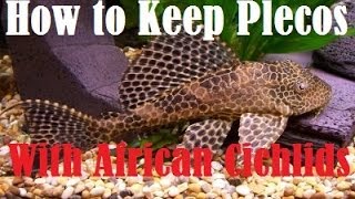 How to Keep Plecostomus With African Cichlids [upl. by Garth]