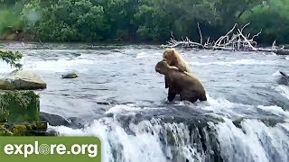 BEAR CAM is Back  This Week at Brooks Falls [upl. by Yrrum326]