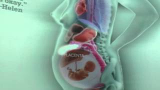 Internal Organs Throughout Pregnancy [upl. by Ysak]